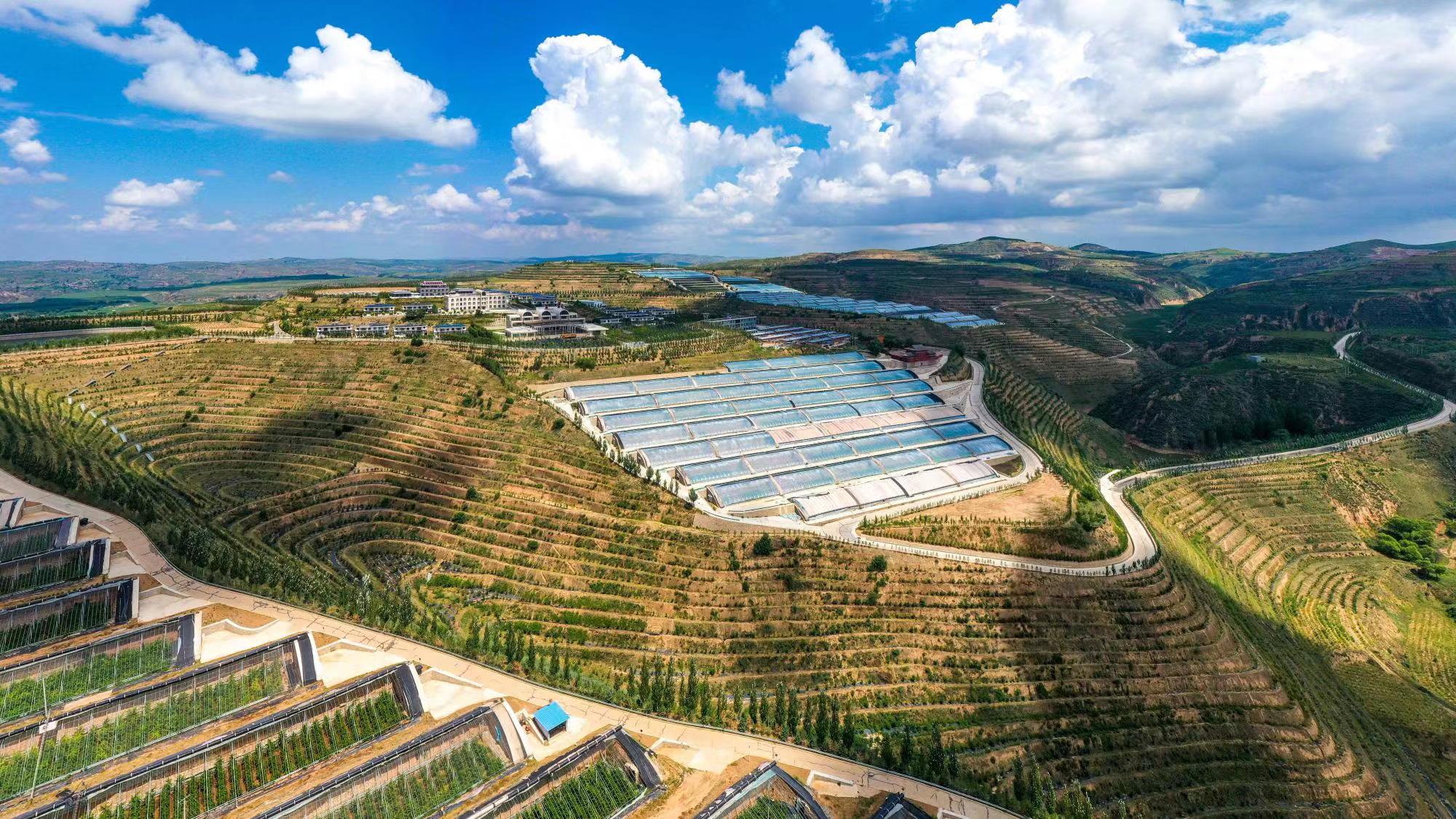 榆嶺窊村豐禾農(nóng)場(chǎng)的果蔬大棚。