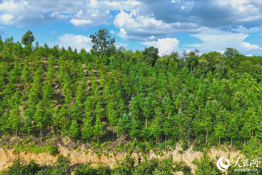 “一林三吃”的經(jīng)營(yíng)模式豐富了林下經(jīng)濟(jì)的多樣性。人民網(wǎng) 李昌乾攝