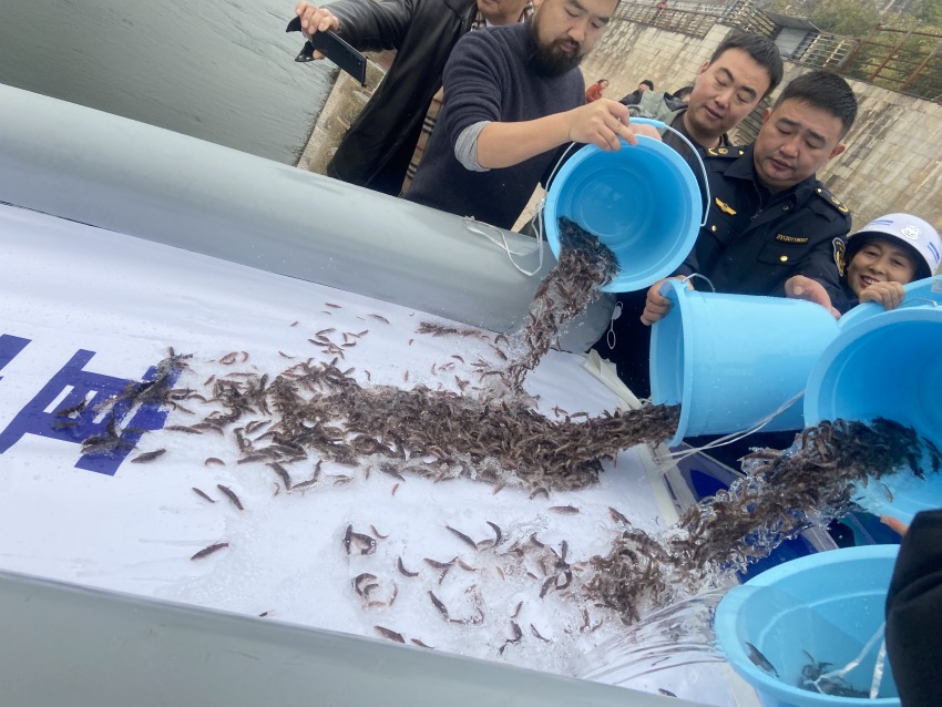 放流活動現(xiàn)場。宜賓市廣播電視臺供圖