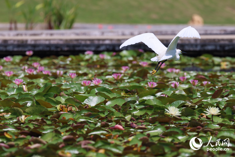 彩蓮滿塘鷺鳥(niǎo)飛。人民網(wǎng)記者 陳博攝