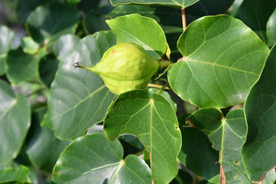 圖為石山油桐。（廣西壯族自治區(qū)中醫(yī)藥研究院供圖）