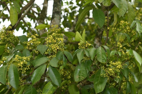 圖為廣西割舌樹(shù)。（廣西壯族自治區(qū)中醫(yī)藥研究院供圖）