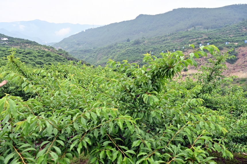 柑園村漫山遍野的脆李樹。鄒樂攝