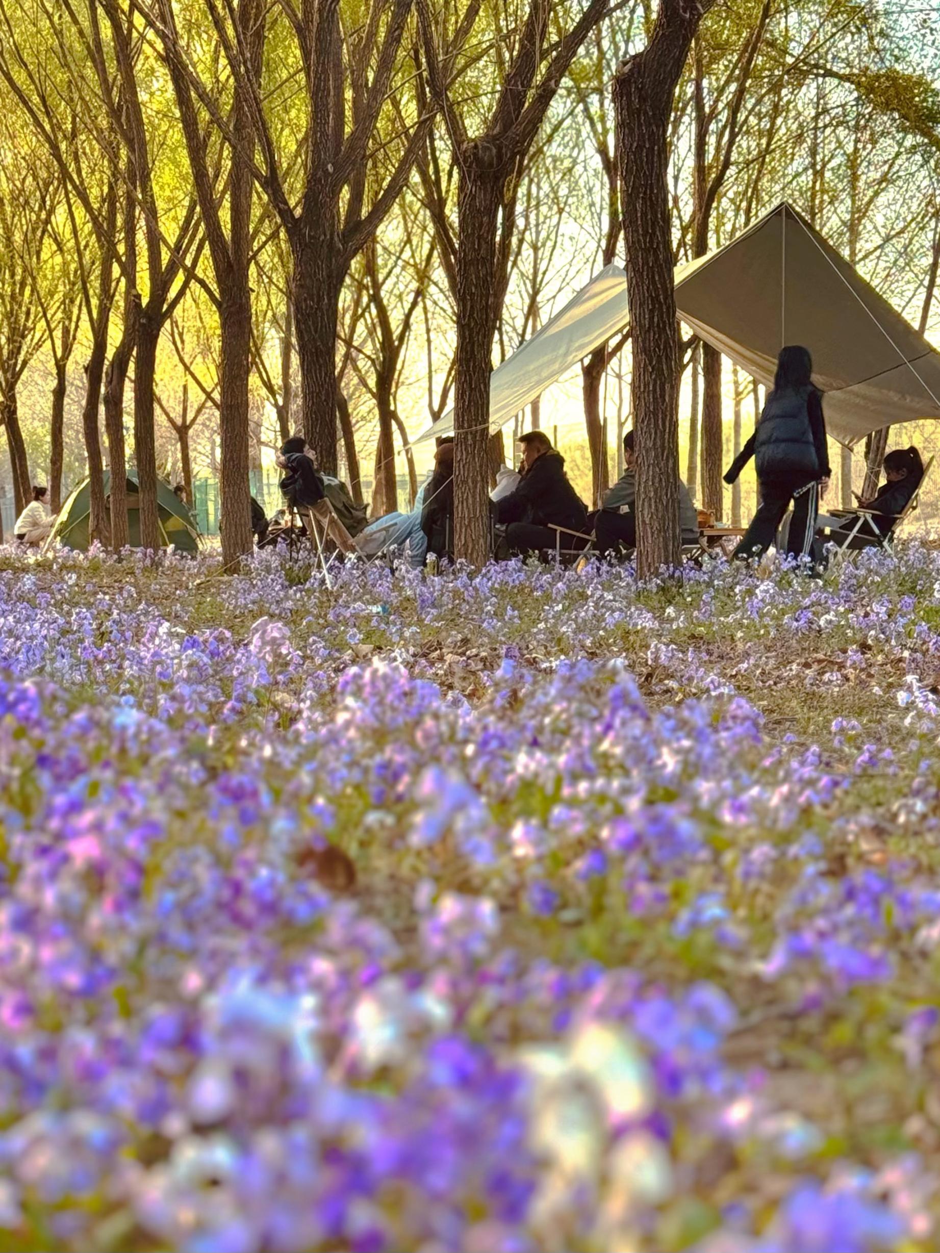 清明假期期間，范女士一家在北京溫榆河邊露營(yíng)。受訪者供圖