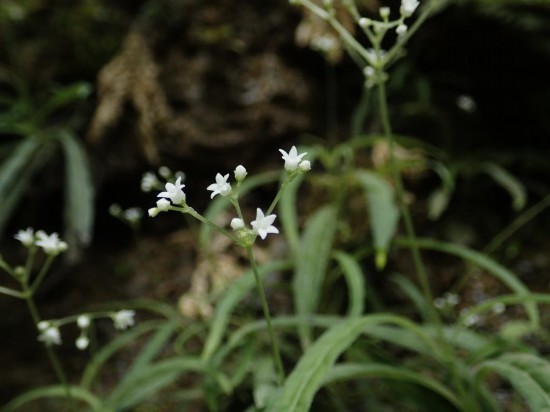 圖為線葉度量草。（廣西壯族自治區(qū)中醫(yī)藥研究院供圖）