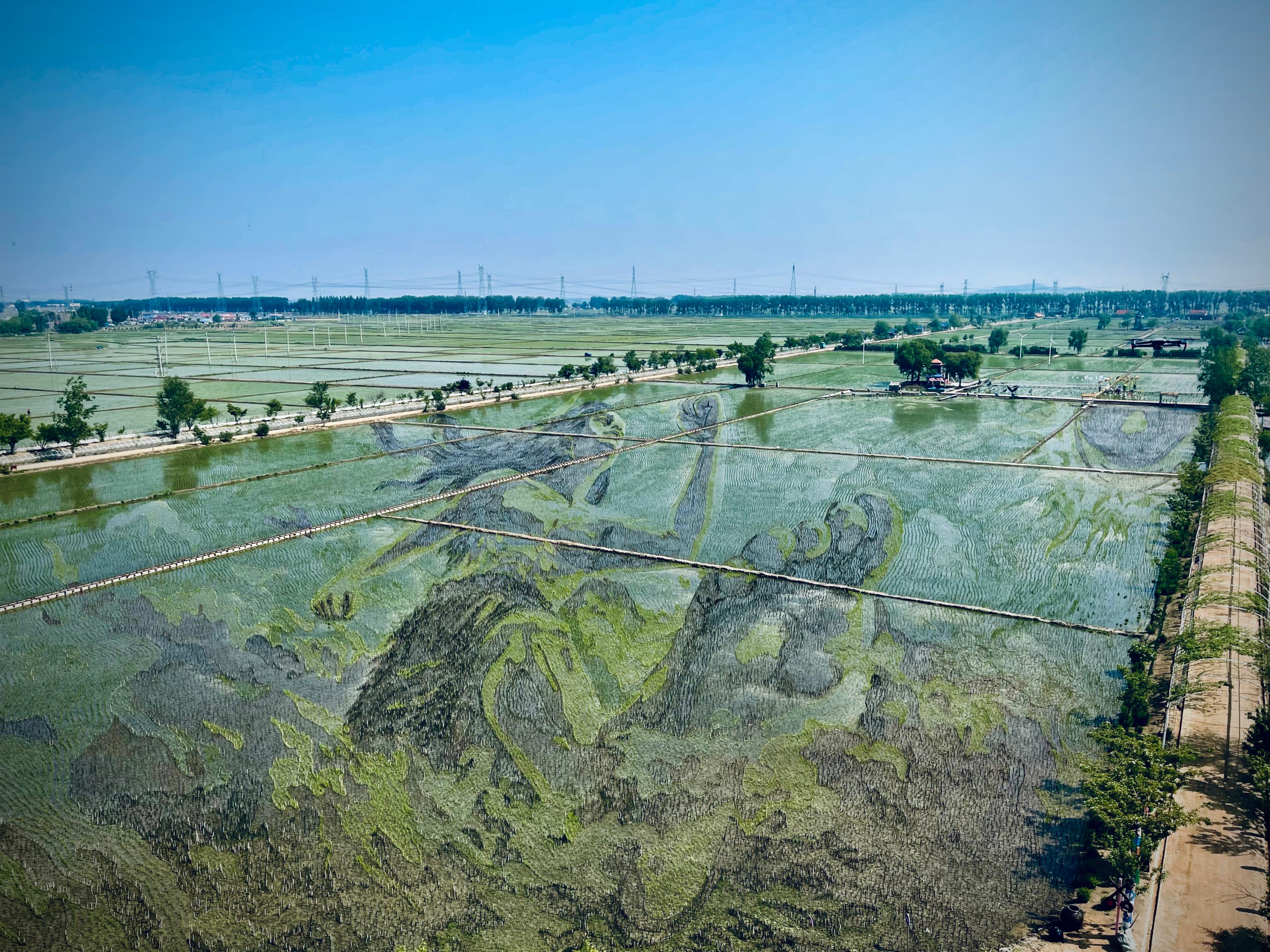 “歷史典故-夸父逐日”稻田畫(huà)。人民網(wǎng)記者 任妍攝