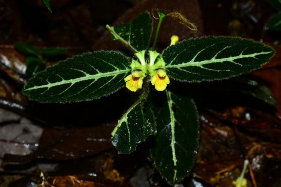 圖為美脈假糙蘇。（廣西壯族自治區(qū)中醫(yī)藥研究院供圖）