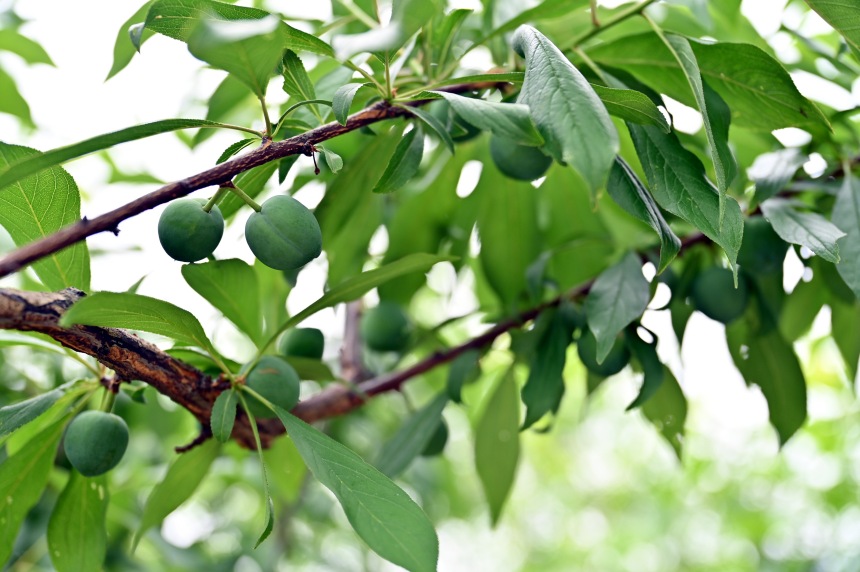 巫山縣曲尺鄉(xiāng)柑園村的脆李樹掛滿青果。鄒樂攝