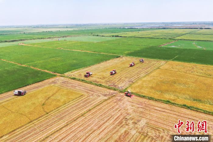 圖為在南昌縣大田農(nóng)社，收割機(jī)正在收割早稻?！⒘?攝