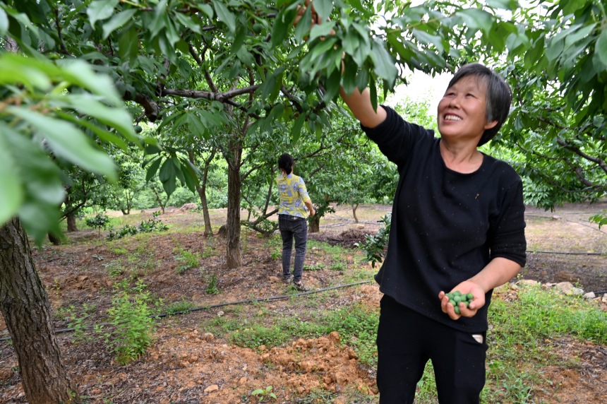 村民們搶抓農(nóng)時(shí)，忙著為脆李樹疏果。鄒樂攝