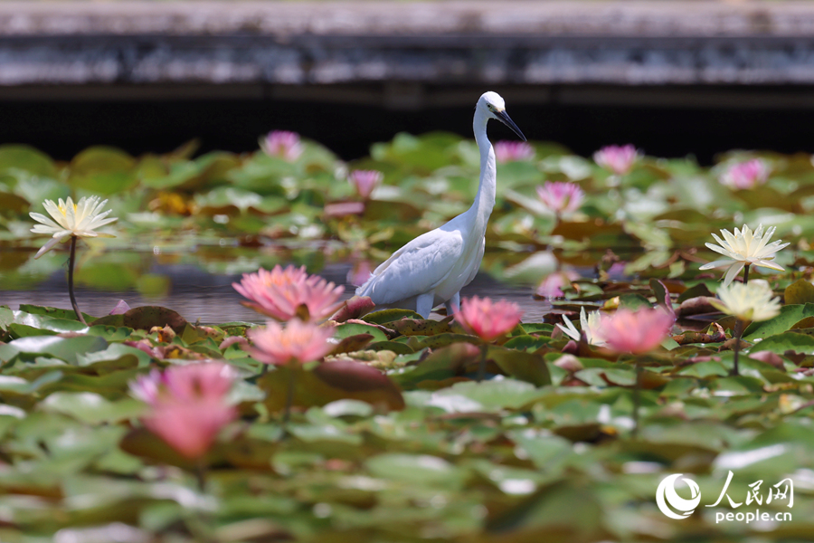 白鷺在睡蓮盛開(kāi)的池塘中流連。人民網(wǎng)記者 陳博攝