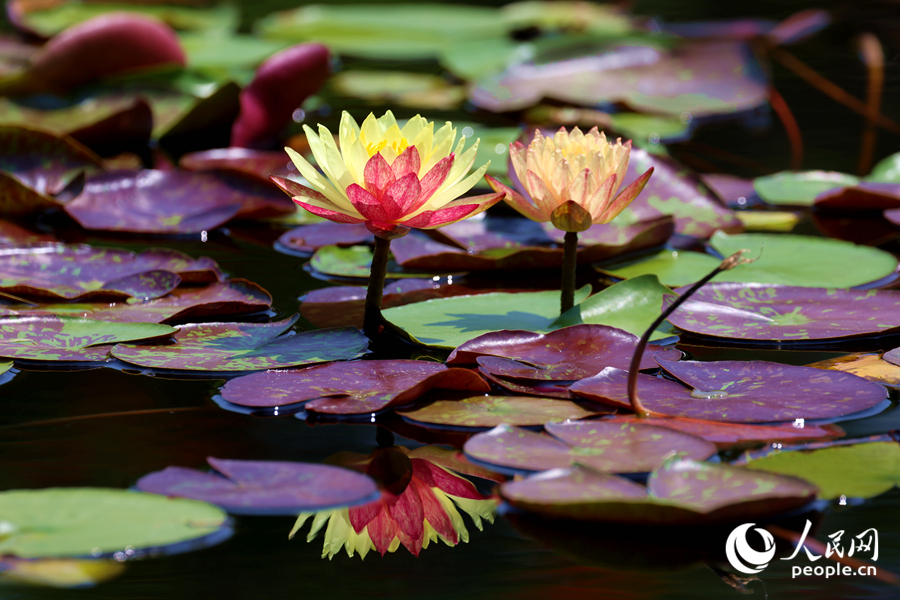 雙色睡蓮與翠綠的蓮葉、清澈的池水相映成畫(huà)。人民網(wǎng)記者 陳博攝