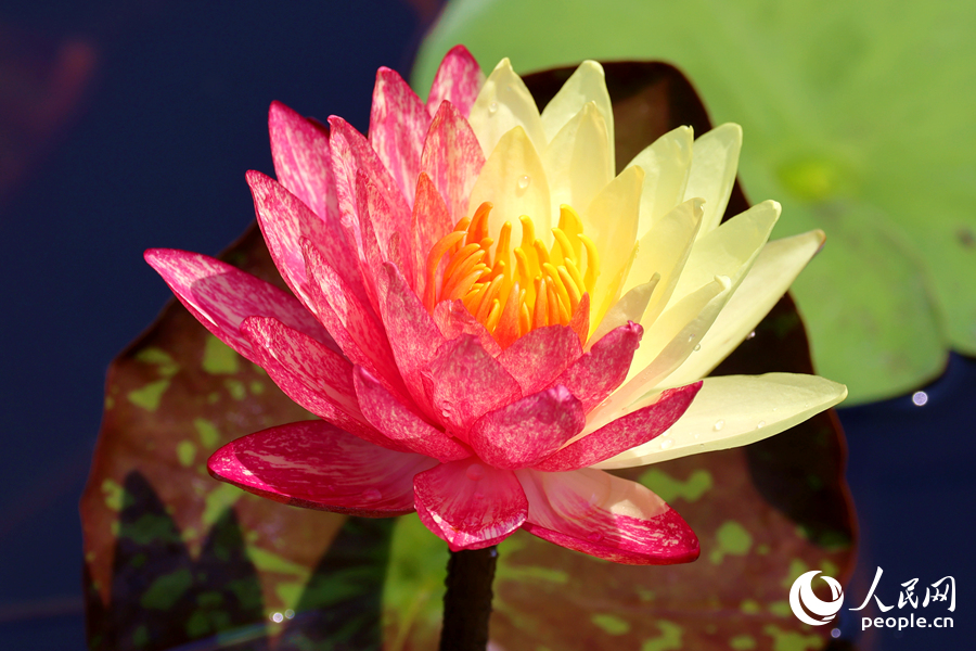 廈門海灣公園中，雙色睡蓮嬌艷欲滴。人民網(wǎng)記者 陳博攝