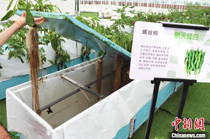 圖為在南昌市紅谷灘區(qū)元宇宙·VR數(shù)字農(nóng)業(yè)示范基地氣霧培養(yǎng)車(chē)間里，螺絲椒長(zhǎng)勢(shì)良好?！⌒苠\陽(yáng) 攝