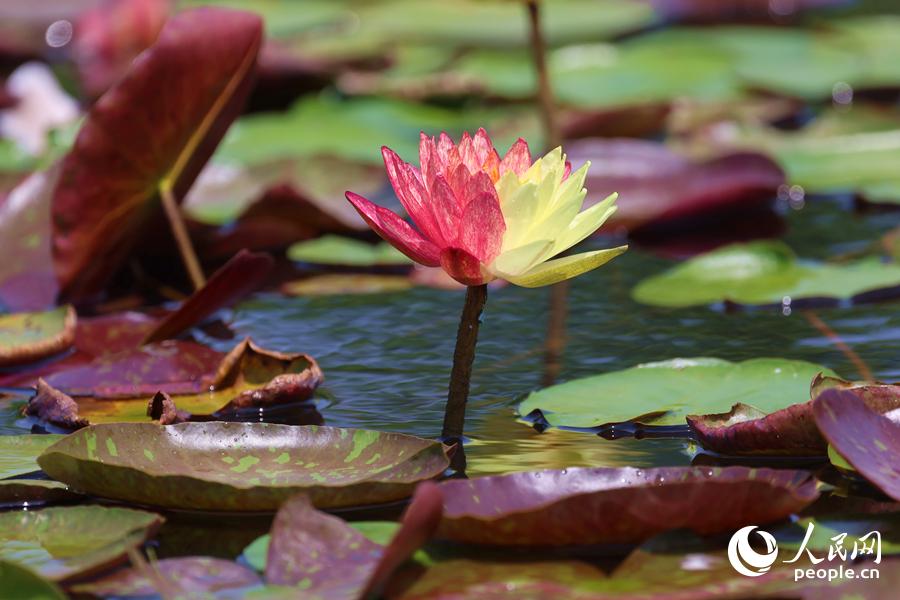 亭亭玉立于水中央的雙色睡蓮。人民網(wǎng)記者 陳博攝
