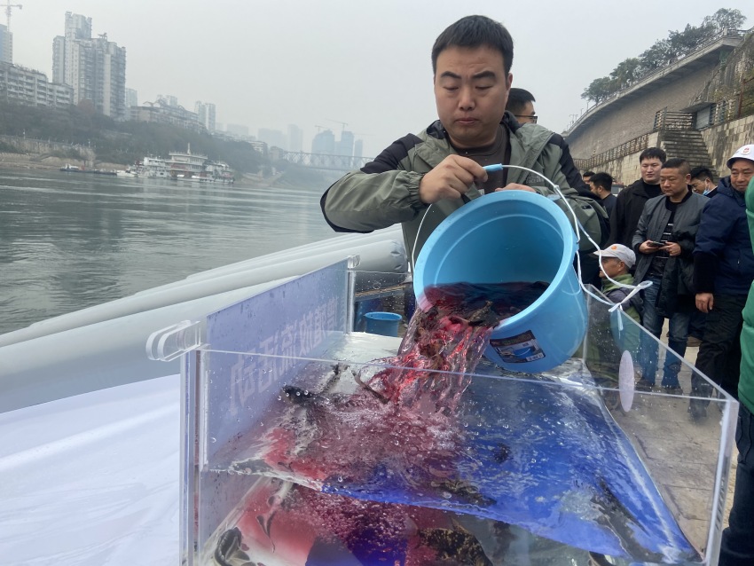 放流活動現(xiàn)場。宜賓市廣播電視臺供圖