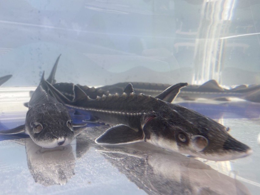 珍稀魚種——長江鱘。宜賓市廣播電視臺供圖