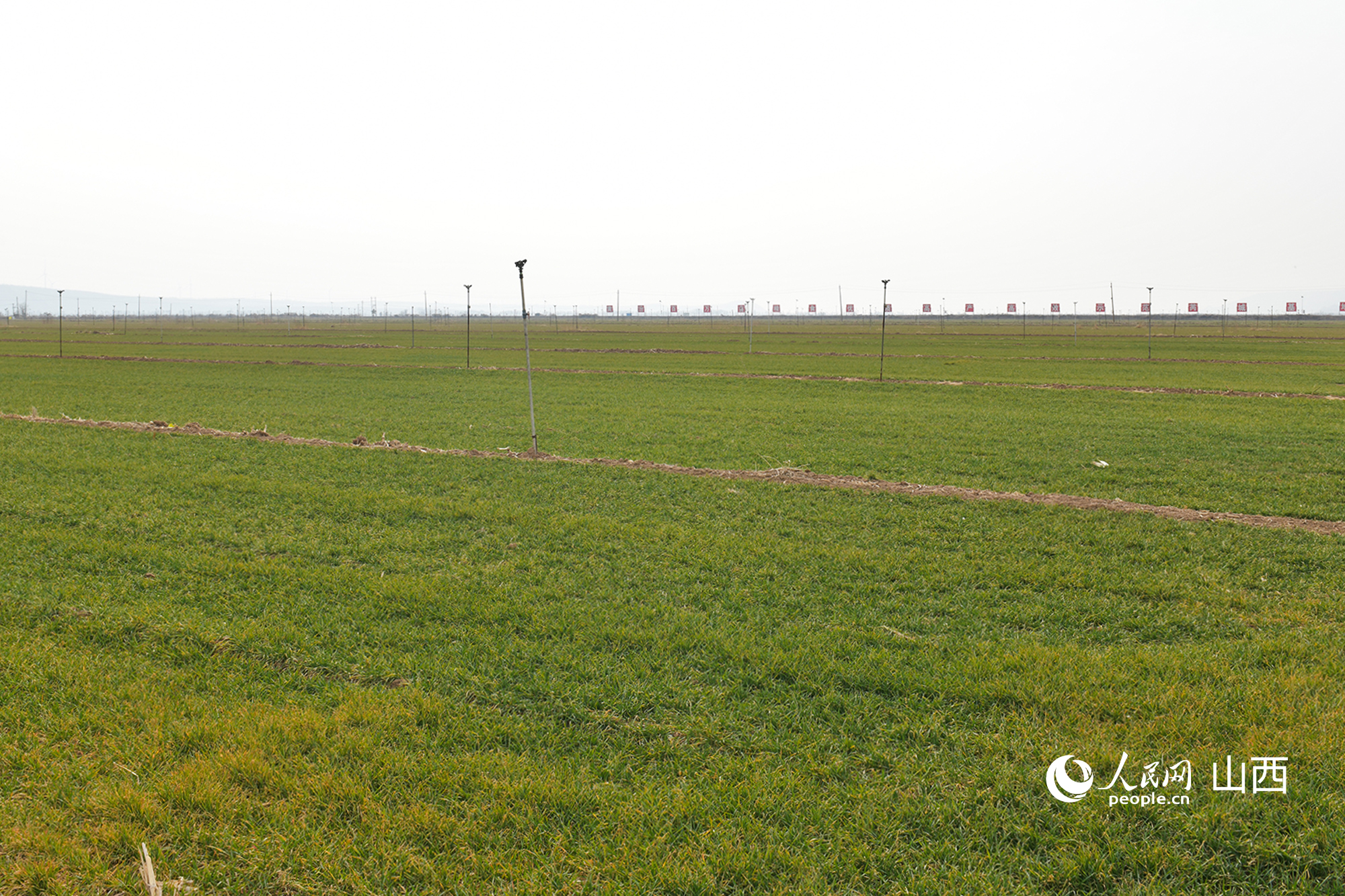 山西省運(yùn)城市芮城縣返青的冬小麥。人民網(wǎng)記者 焦搏文攝