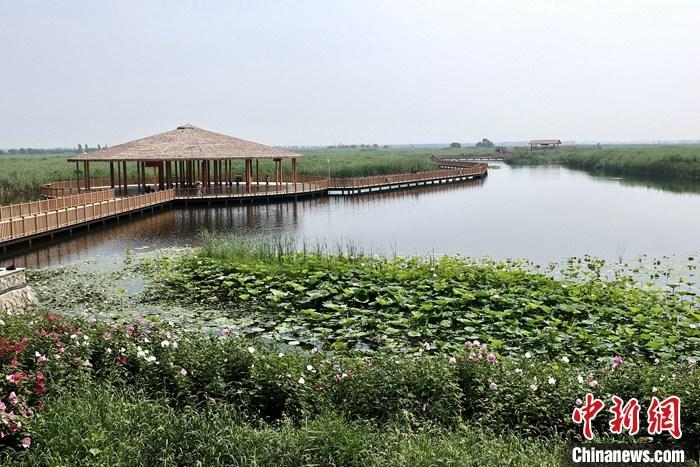 從完成頂層設(shè)計(jì)到如火如荼大規(guī)模建設(shè)，六年來，雄安新區(qū)如春天的竹子一般拔節(jié)生長，這座承載千年大計(jì)的“未來之城”已雄姿初顯。從“一張白紙”開始著墨，如今的雄安新區(qū)已是濃墨重彩的“山水畫”。<a target='_blank' href='/'>中新社</a>記者近日走訪了雄安新區(qū)多地，從“藍(lán)綠金”三色感受這座“未來之城”的巨大變化。圖為7月20日，河北白洋淀上荷花滿淀、蘆花搖曳。 <a target='_blank' href='/'>中新社</a>記者 易海菲 攝