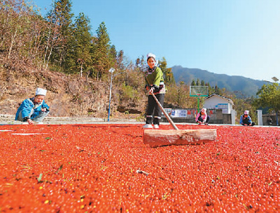 貴州省黔東南苗族侗族自治州榕江縣依托豐富的森林資源，大力發(fā)展林下草珊瑚中藥材種植等林下經(jīng)濟(jì)，實(shí)現(xiàn)農(nóng)民增收、林業(yè)增效。圖為榕江縣興華水族鄉(xiāng)星月村草珊瑚種植基地內(nèi)，村民在采收、晾曬草珊瑚果。 周光勝攝（人民視覺）